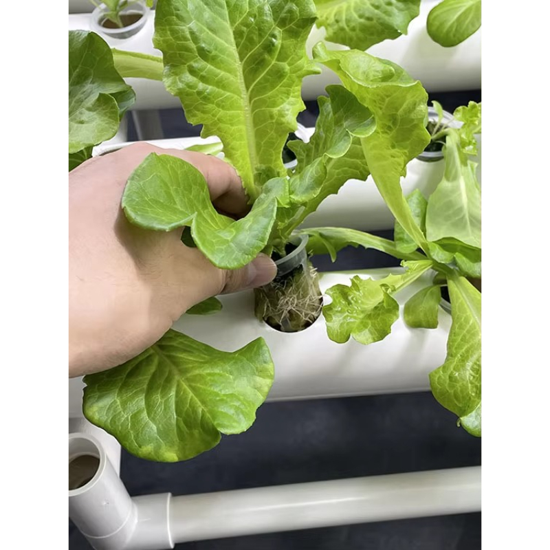 طقم زراعة هيدروبونيك بـ 108 فت - مراجعة Aquaponics Home Kit وسعره
